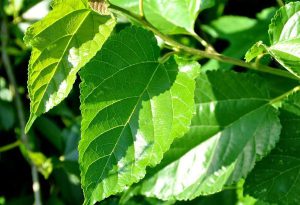 Bật mí 3 tác dụng của lá dâu tằm với da có thể bạn chưa biết