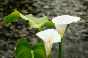 Tác dụng của cây hoa rum đối với làn da như thế nào?